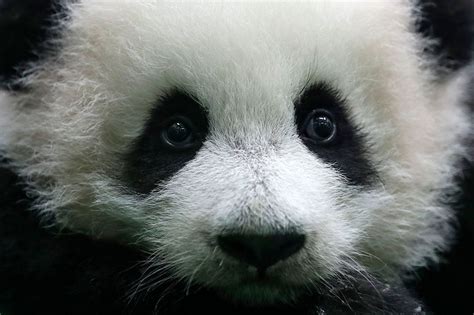 Malaysia So Süß Sieht Ein Baby Pandabär Aus Der Spiegel