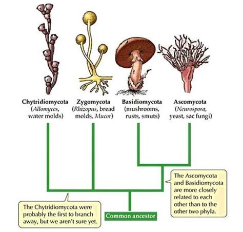 4 Types Of Fungi