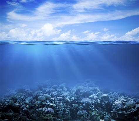 Underwater Coral Reef Under The Sea 4k 4k Hd Wallpaper