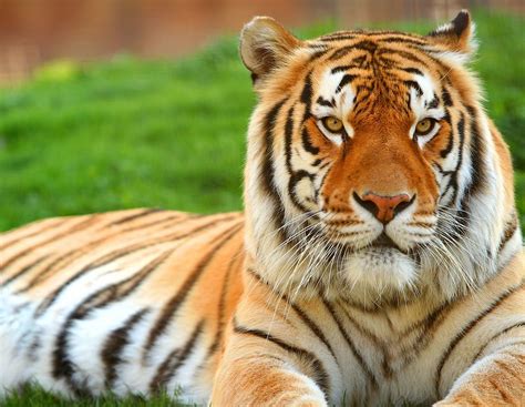 Animal Tiger Free Wallpapers My Style