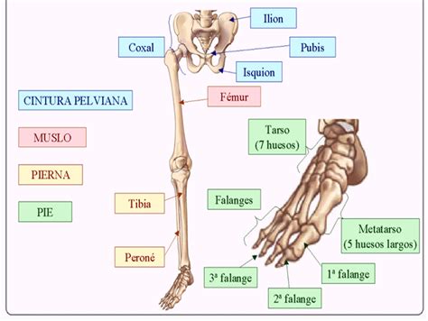 Biología Humana Esqueleto Apendicular Cintura PÉlvica Y Extremidad