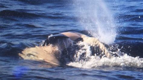 Orca Mother Carries Dead Calf For 17th Day As Its Starting To Come Apart