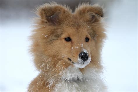 Sheltie Snow Puppy Beautiful Dogs Amazing Dogs Animals And Pets