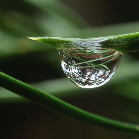 Photograph Water Droplets Reflection Of Surrounding Plants Within
