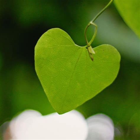 Great long, lasting gift for many occasions. Heart Shaped Leaf Plant Macro Photography 2048 x 2048 iPod ...