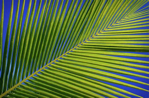 Coconut Palm Fronds Photograph By Colin Radford Fine Art America