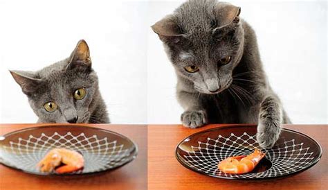 Thinking about giving your kitty some of the extras off your plate? Can Cats Eat Shrimp? Will They Become Sick?