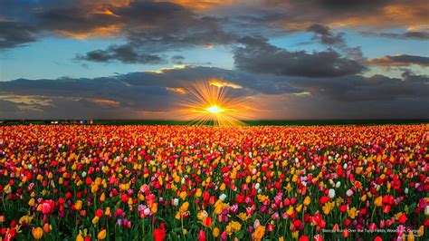 Hd Wallpaper Sunrise Burst Over The Tulip Fields Woodburn Oregon