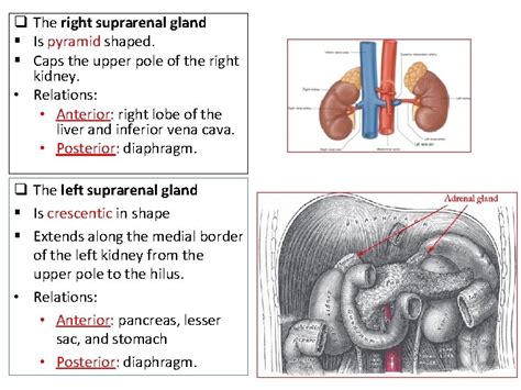 Adrenal Gland Location And Function Officedax