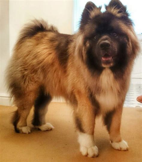 With broken heart have to look for new home for our beloved american akita. Japanese Akita long coat male bear dog cute dog | Honden
