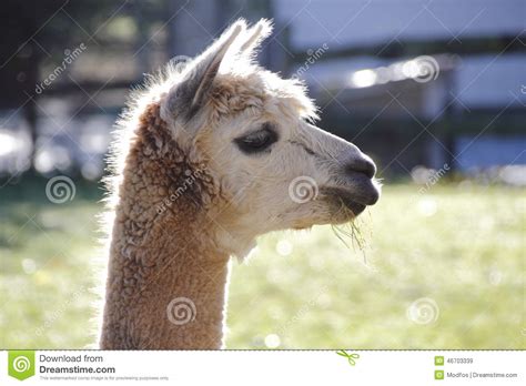 Llama Face Profile View Stock Image Image Of Animal 46703339