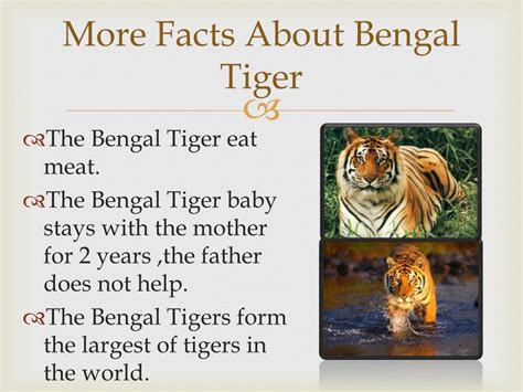 Ppt Bengal Tigers Powerpoint Presentation Free Download Id2491264