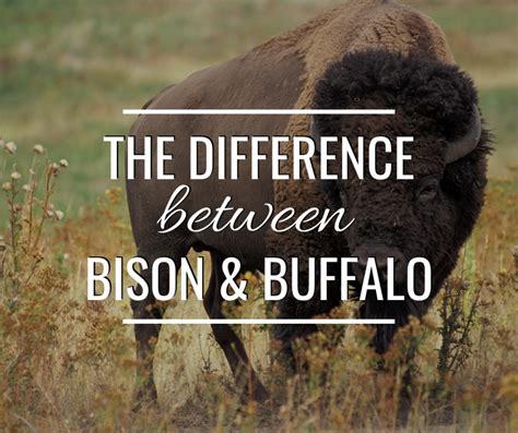 Bison vs. Buffalo—What's the Difference? | Owlcation