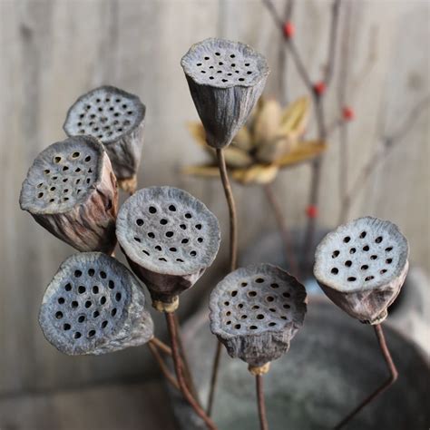 1 5 2 3 Inches Natural Dried Brown Lotus Pods Flowers On 23 6 Inches Iron Stems Preserved Mini