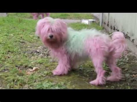 I have really dark hair, almost black, and i want to lighten it. How to dye your dog pink and green -DIY - YouTube