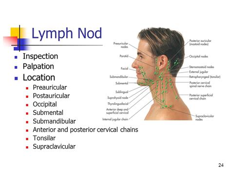 Lymph Glands Nodes Swollen Lymph Nodes Symptoms And Causes