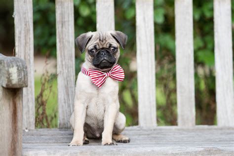 Pug puppies — before you buy… image credit: My Pugs - Lovely Puppy & Dog HD Wallpapers - MyStart