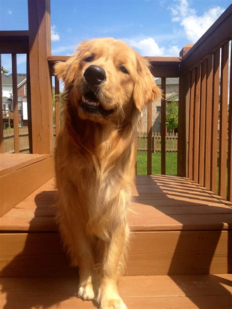 My Golden Charlie Golden Retriever Girl Dog Heaven Golden Retriever