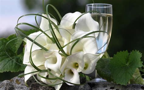 15 Gambar Bunga Lili Putih Atau White Lily Paling Cantik Dan Banyak Disukai