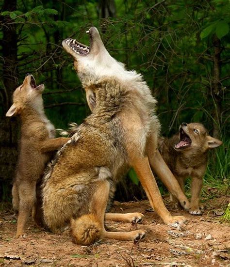 White Wolf The Amazing Wildlife Photos Taken By Ohio Photographer