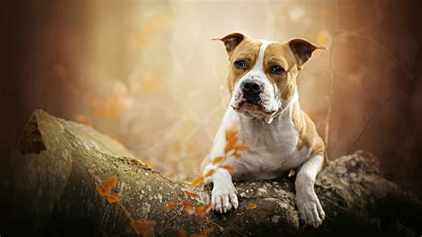 Hd Wallpaper Dog Breed Mammal Staffordshire Terrier American