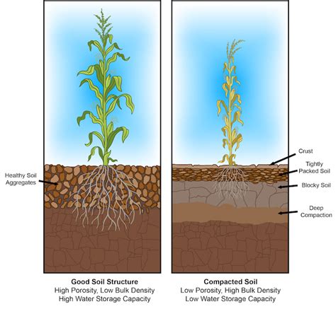 Living Roots Fighting Soil Compaction With Biology And Diversity