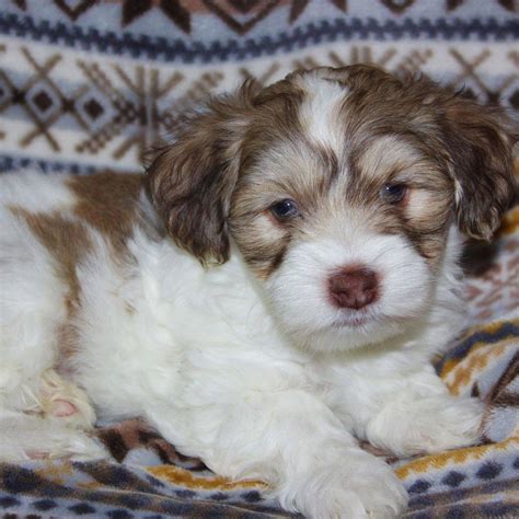 Previous Puppies Pure Breed Havanese In Chanhassen Mn