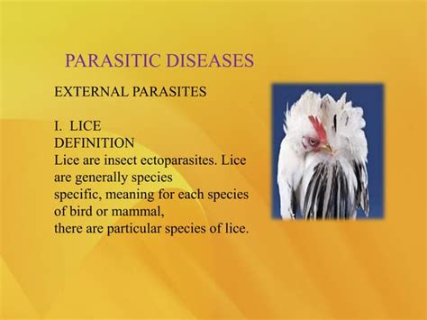 Poultry Diseases External Parasites Ppt