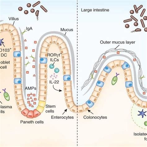 Components Of The Intestinal Epithelial Barrier The Intestinal