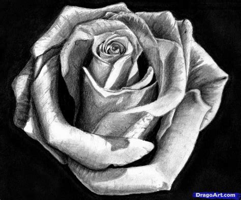 Pin By Dan On ~ Step By Step ~ Art ~ Beautiful Flower Drawings Roses