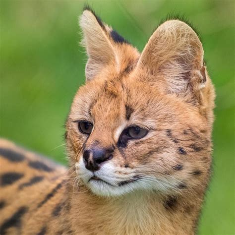 Maybe you would like to learn more about one of these? African Serval | Wild cat species, Cat species, Serval cats