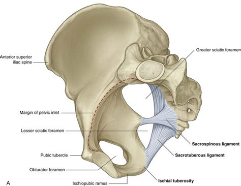 Anatomy Pelvic Girdle Bones : INTRODUCTION TO THE APPENDICULAR SKELETON