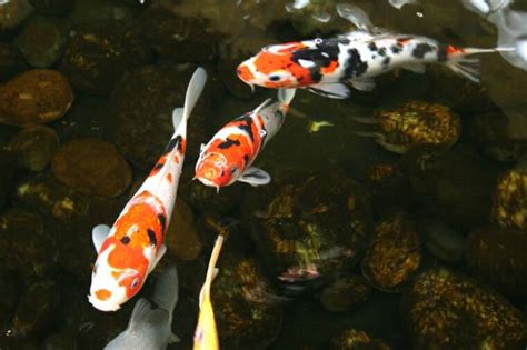 Worlds All Amazing Things Picturesimages And Wallpapers Koi Fish