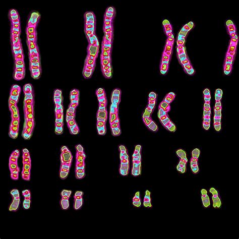 Chromosome Close Ups Department Of Chemistry And Chemical Biology