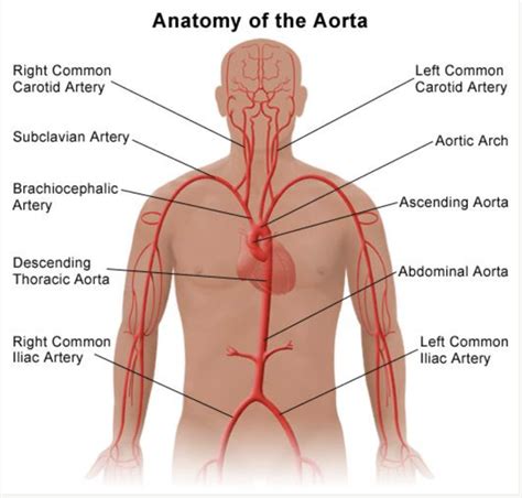 Arteries Diagram Labeled Quizlet Module A Labeling Aortic Arch And