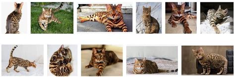 Famous Striped Tiger Cat Breeds In The World Tiger Striped Cat