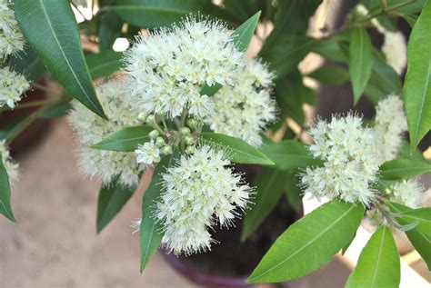 Once established the lemon myrtle has a heavy leaf growth to ground level, preventing weed growth under the tree. Grow your own lemon myrtle - small green things