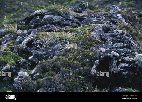 Moss Covered Solidified Lava Stock Photo Alamy
