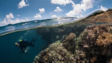 As Coral Reefs Suffered Around The World Those In French Polynesia