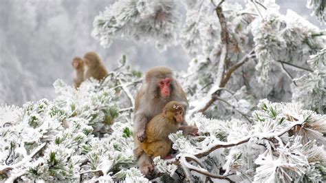 Animals Nature Japan Winter Apes Snow Cold