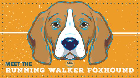Running Walker Foxhound Infographic Breed Spotlight