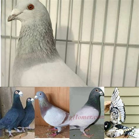 Racing Pigeons For Sale Pigeon Farms And Co Call 562 235 1829