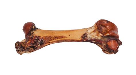 Big Dog Bone Stock Photos Pictures And Royalty Free Images Istock