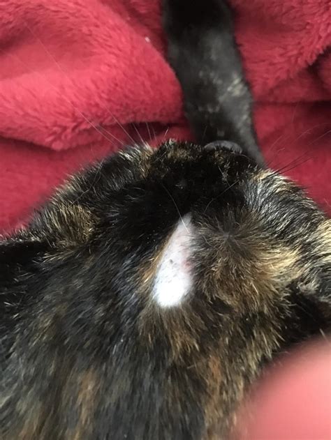 My Cat Has A Very Noticeable Bald Spot On Her Head I Also Just Found One On Her Back That Isnt