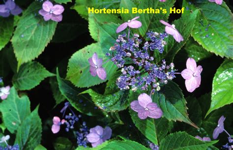 Een hydrangea arborescens 'annabelle' heeft een andere snoeiwijze dan bijvoorbeeld de boerenhortensia (hydrangea macrophylla). Hydrangea serrata 'Spreading Beauty' - Hortensia Bertha's Hof
