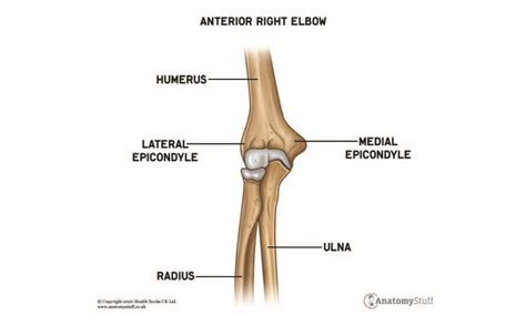 Elbow Anatomy Motion And Structure Anatomystuff