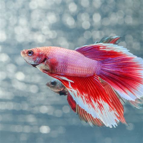 In this complete guide to betta fish tanks we detail exactly what makes the best tank before reviewing the most popular tanks available at the moment. 36+ The Most Expensive Betta Fish Ever Sold Background ...