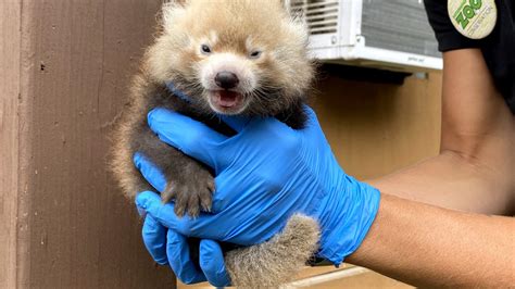Red Panda Cubs Born At Potawatomi Zoo