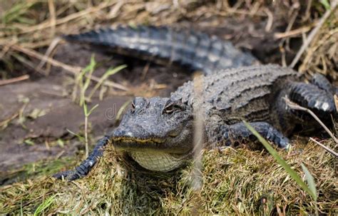 American Alligator Basking Okefenokee Swamp National Wildlife Refuge