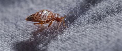 What Do Bed Bugs Look Like How To Identify Bed Bugs